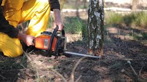 How Our Tree Care Process Works  in Basile, LA